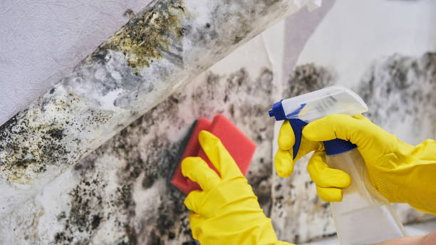 Best Asbestos and Lead Testing During Mold Inspection  in Bloomsburg, PA